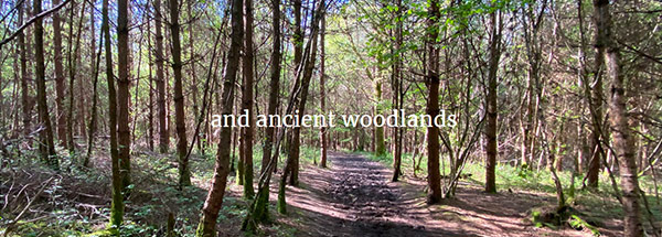 kitts woodland camping in sussex